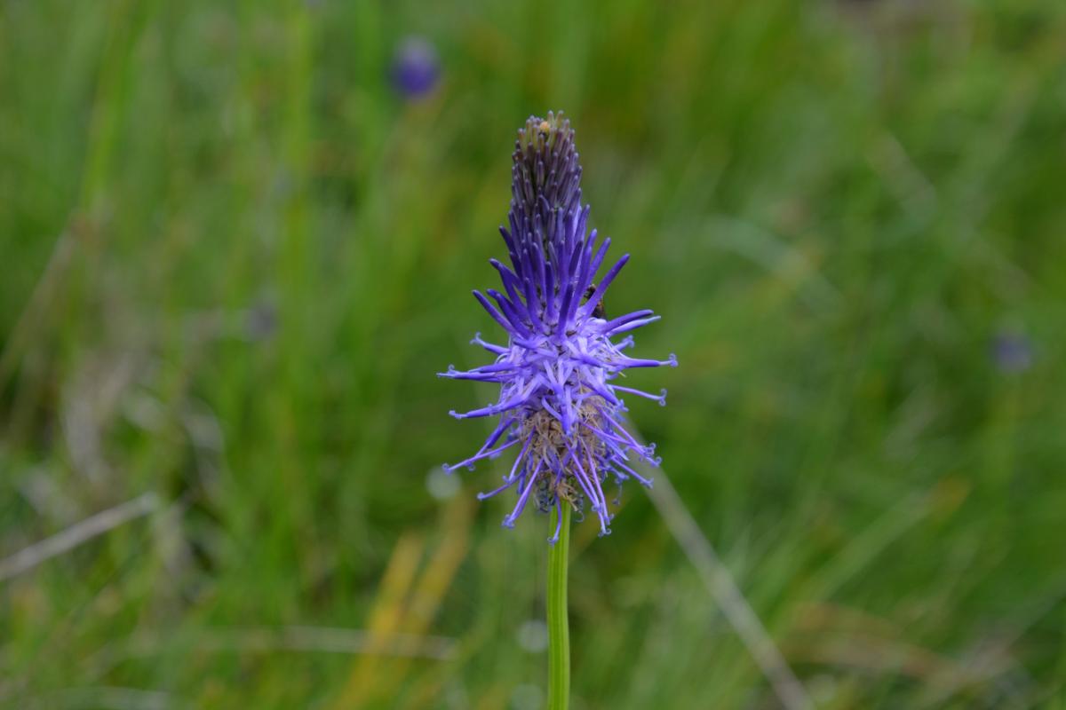 Latschenoelbrennerei und Platzer Alm 09.07.2019